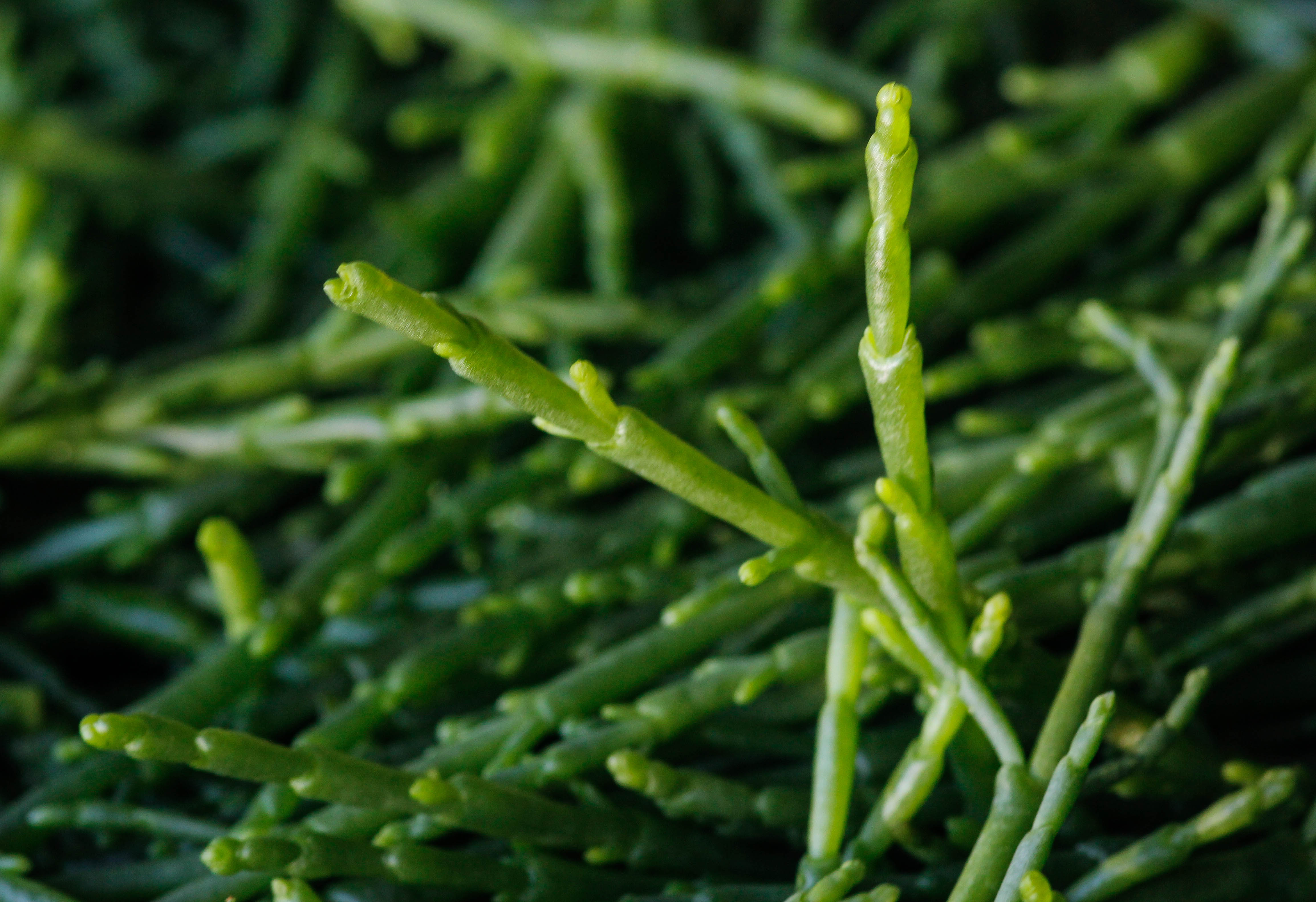 Organic Samphire (Salicornia europaea), available as fine powder and coarse